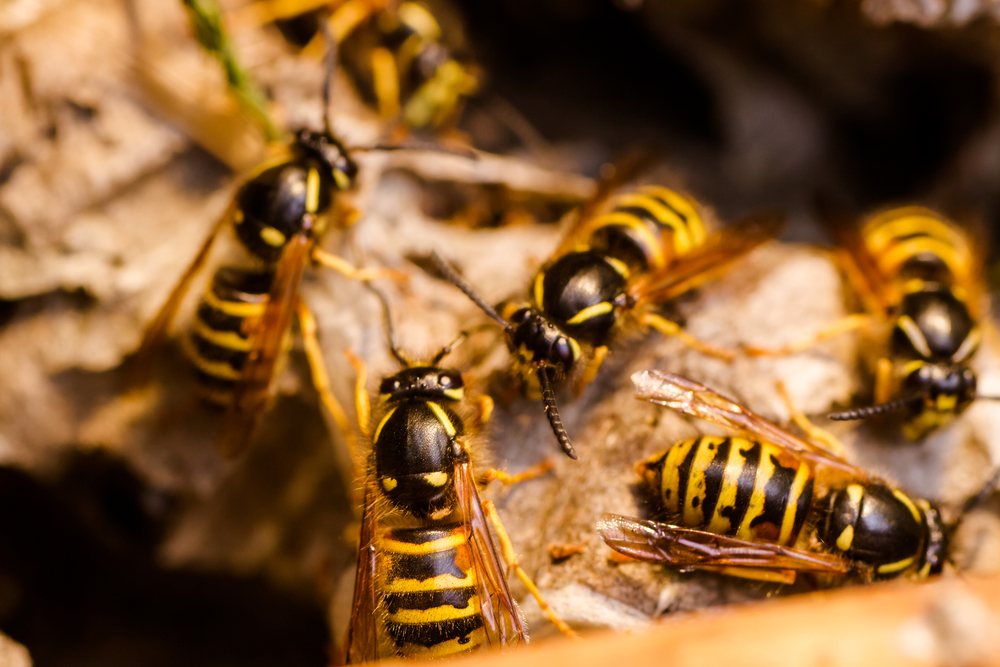 wasp nest