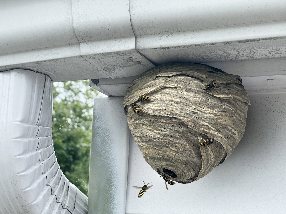 wasp nest removal